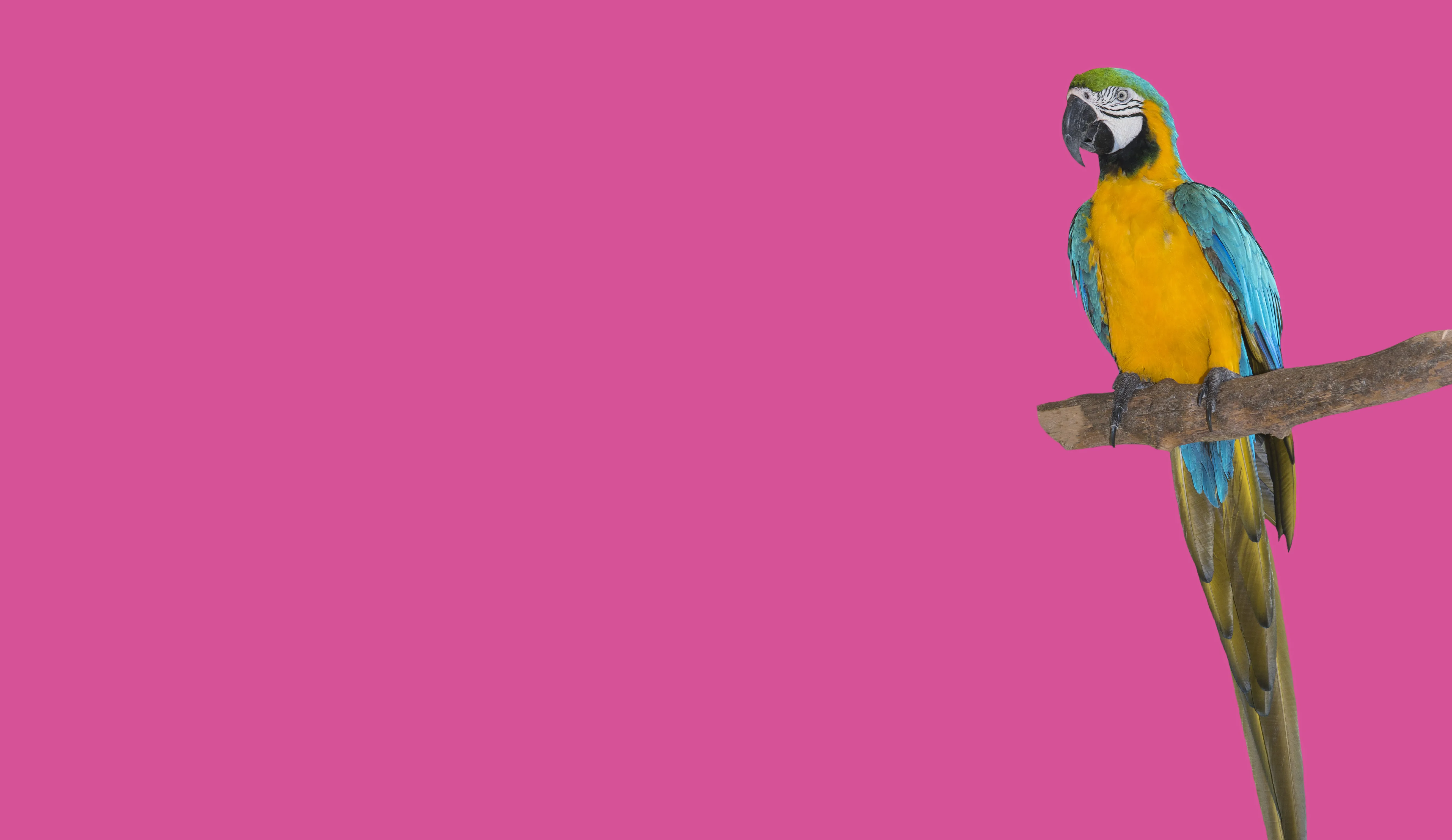 EDM Animalix